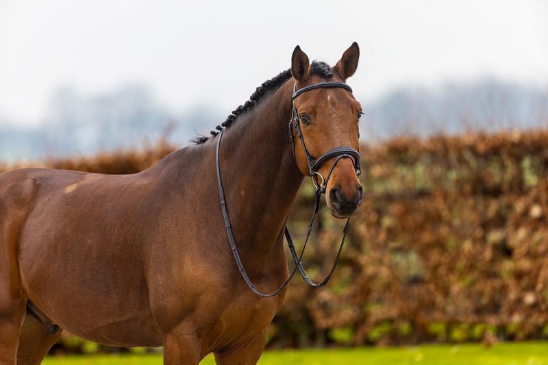 TRUST Amsterdam Comb.Noseband Bridle Anatomic