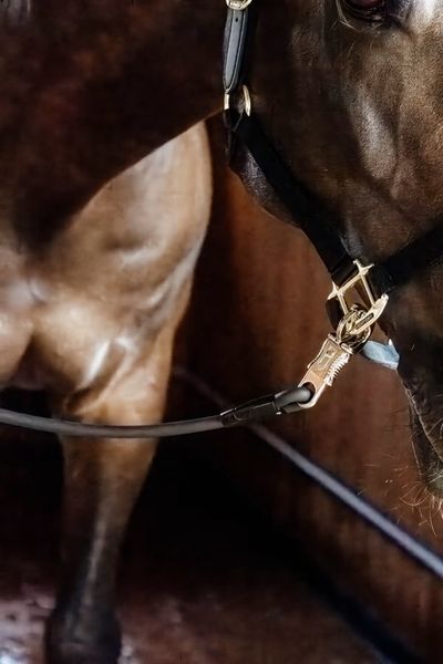 Hovedbilde Kentucky Horse Box Lead & Cross Ties Silicone
