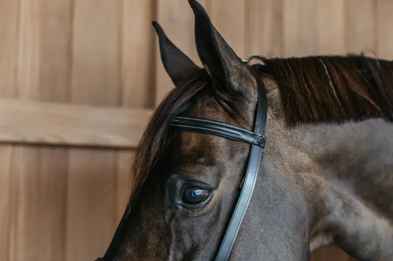 Dy`on Training Bridle - Working By Dy`on