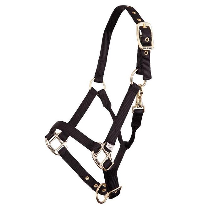 Hovedbilde BR Halter Foal