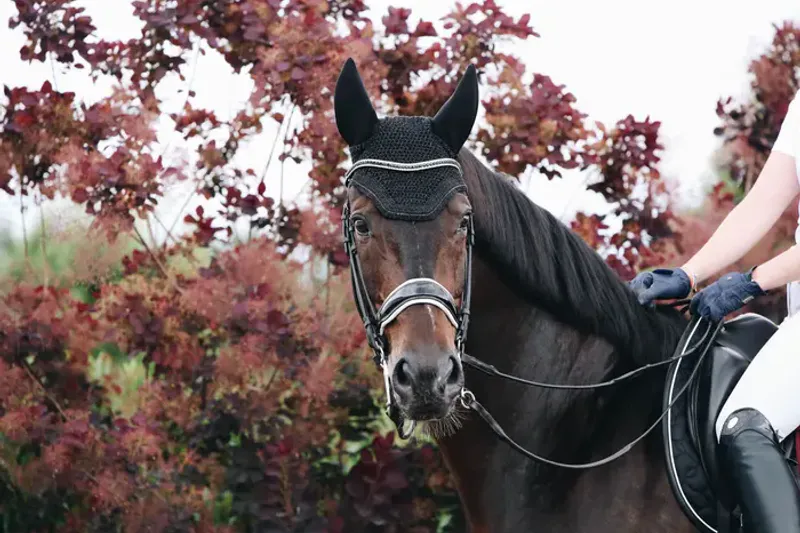 Kentucky Fly Veil Wellington Sparkling